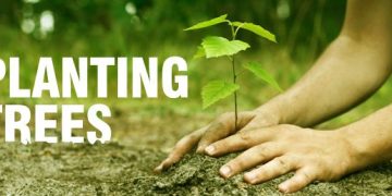 Planting trees according to vastu