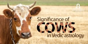 Significance of cows in astrology